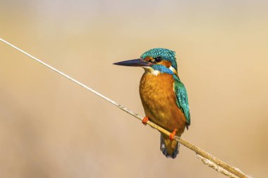 Kngfisher mı? Renkli doğa habitat arka plan.