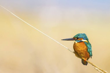 Kngfisher mı? Renkli doğa habitat arka plan.