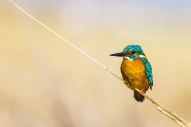 Kngfisher mı? Renkli doğa habitat arka plan.