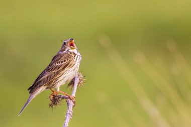 Doğa ve kuşlar. Renkli doğa habitat arka plan.