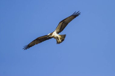 Vahşi kuş Osprey. Osprey uçuyor. Doğa Arka Plan. Batı Osprey. Pandion haliaetus.
