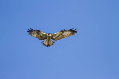 Vahşi kuş Osprey. Osprey uçuyor. Doğa Arka Plan. Batı Osprey. Pandion haliaetus.