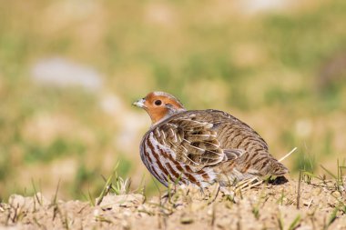 Yabani kuş kekliği. Sıcak renkler doğa arka plan. Gri Keklik Perdix perdix.
