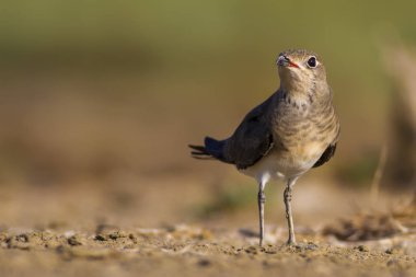 Sevimli kuş Yakalı Pratincole. Sıcak renkler doğa arka plan. Yakalı Pratincole / Glareola pratincola