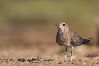 Sevimli kuş Yakalı Pratincole. Sıcak renkler doğa arka plan. Yakalı Pratincole / Glareola pratincola