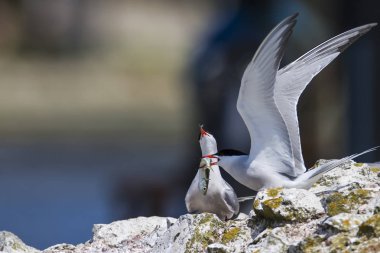 Doğa ve kuşlar. Sumru. Doğa arka planı. Kuşlar: Ortak Tern. Sterna hirundo. 