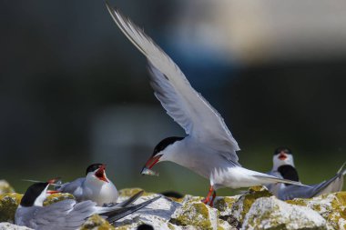 Doğa ve kuşlar. Sumru. Doğa arka planı. Kuşlar: Ortak Tern. Sterna hirundo. 