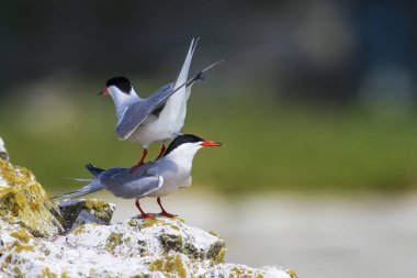Doğa ve kuşlar. Sumru. Doğa arka planı. Kuşlar: Ortak Tern. Sterna hirundo. 