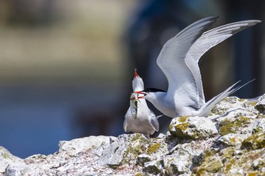 Doğa ve kuşlar. Sumru. Doğa arka planı. Kuşlar: Ortak Tern. Sterna hirundo. 