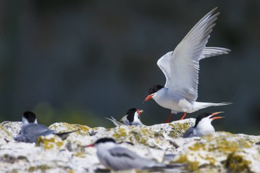 Doğa ve kuşlar. Sumru. Doğa arka planı. Kuşlar: Ortak Tern. Sterna hirundo. 