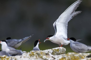 Doğa ve kuşlar. Sumru. Doğa arka planı. Kuşlar: Ortak Tern. Sterna hirundo. 