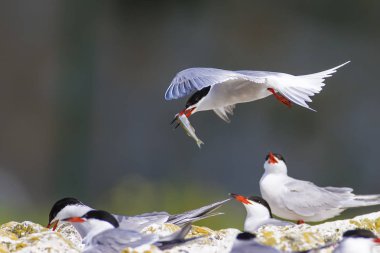 Doğa ve kuşlar. Sumru. Doğa arka planı. Kuşlar: Ortak Tern. Sterna hirundo. 