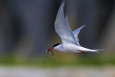 Doğa ve kuşlar. Sumru. Doğa arka planı. Kuşlar: Ortak Tern. Sterna hirundo. 