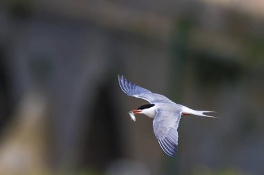 Doğa ve kuşlar. Sumru. Doğa arka planı. Kuşlar: Ortak Tern. Sterna hirundo. 