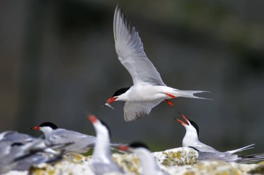 Doğa ve kuşlar. Sumru. Doğa arka planı. Kuşlar: Ortak Tern. Sterna hirundo. 