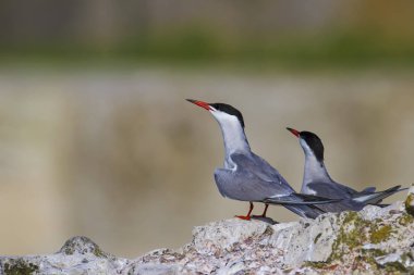 Doğa ve kuşlar. Sumru. Doğa arka planı. Kuşlar: Ortak Tern. Sterna hirundo. 