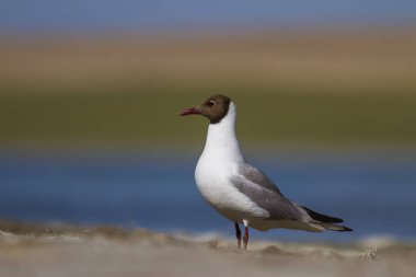 Su ve kuşlar. Sulak doğa arka plan. 