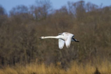 Sevimli beyaz kuğu. Beyaz kuğu. Doğa habitat arka plan. 