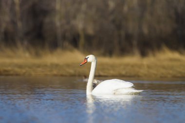 Sevimli beyaz kuğu. Beyaz kuğu. Doğa habitat arka plan. 
