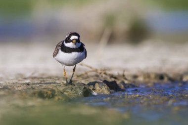 Su ve kuşlar. Sulak doğa arka plan. 