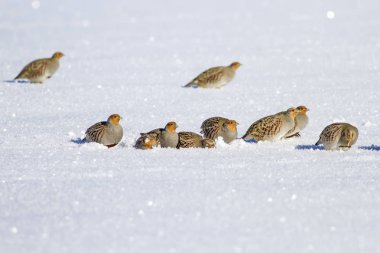 Yabani kuş kekliği. Kış doğa arka plan. Gri Keklik Perdix perdix.