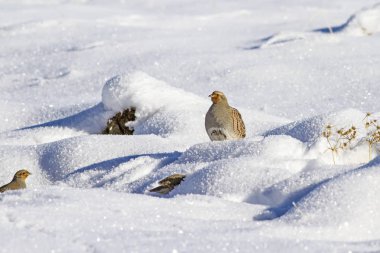 Yabani kuş kekliği. Kış doğa arka plan. Gri Keklik Perdix perdix.