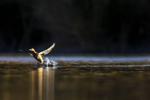 Природа Птах Фон Водної Природи — стокове фото