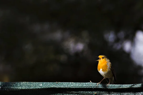 Cutw Litte Bird Robin Fondo Naturaleza Pájaro Robin Europeo Erithacus — Foto de Stock