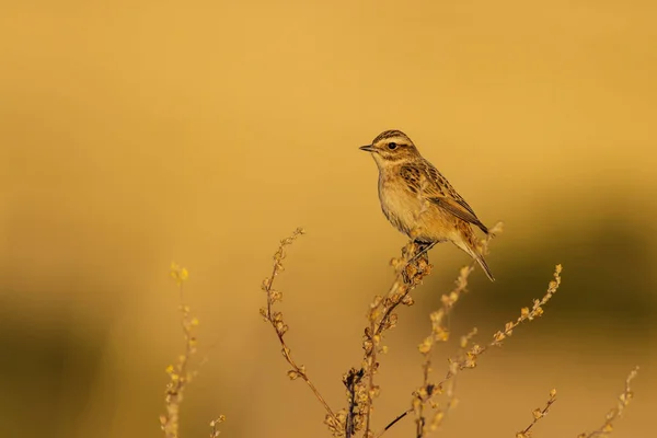 Nature and birds. Colorful nature habitat background.