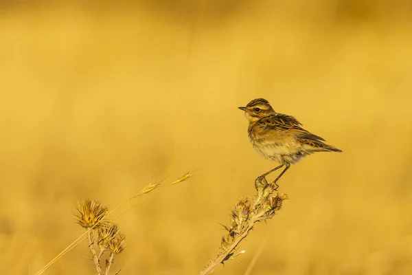 Nature and birds. Colorful nature habitat background.