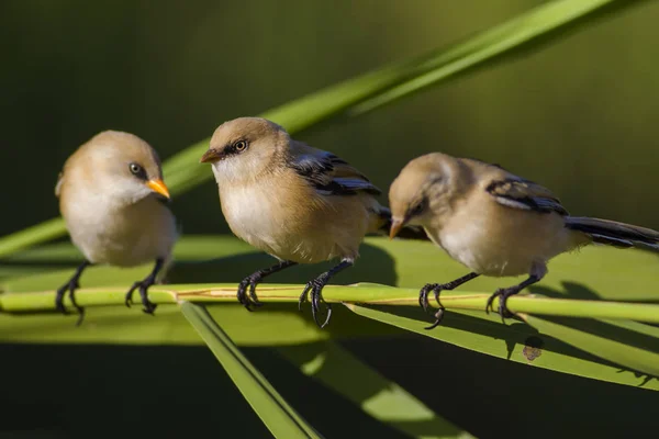 Симпатичні Птахи Бородатий Птах Тло Природи Бородатий Реедлінг Панкур Biarmicus — стокове фото
