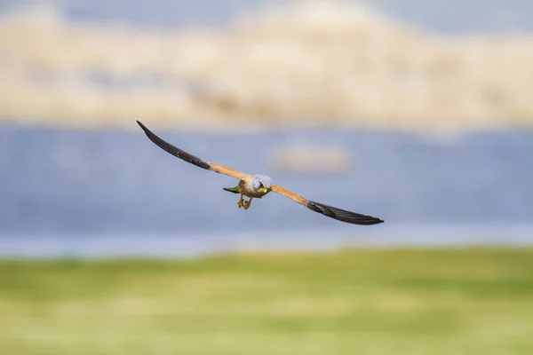 Vliegende Torenvalk Kleurrijke Natuur Achtergrond — Stockfoto