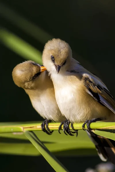 Bell Uccello Uccello Barbuto Sfondo Naturale Barbuto Reedling Panurus Biarmicus — Foto Stock