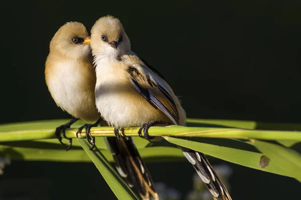 Aranyos Madár Szakállas Madár Természet Háttere Szakállas Reedling Panurus Biarmicus — Stock Fotó