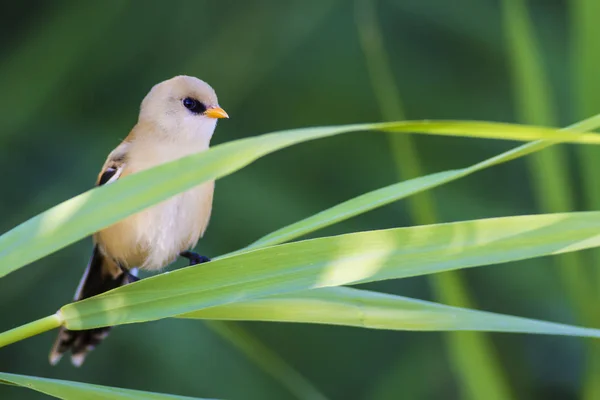 Cute bird. Bearded bird. Nature background. Bearded Reedling. Panurus biarmicus.