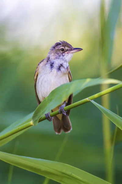 Nature and birds. Colorful nature habitat background.