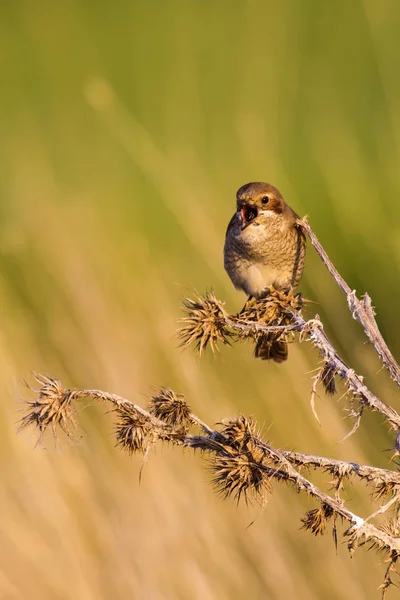 Příroda Ptáci Barevné Pozadí Přírodních Stanovišť — Stock fotografie