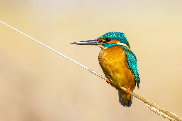 Tady Kngfisher Barevné Pozadí Přírodních Stanovišť — Stock fotografie