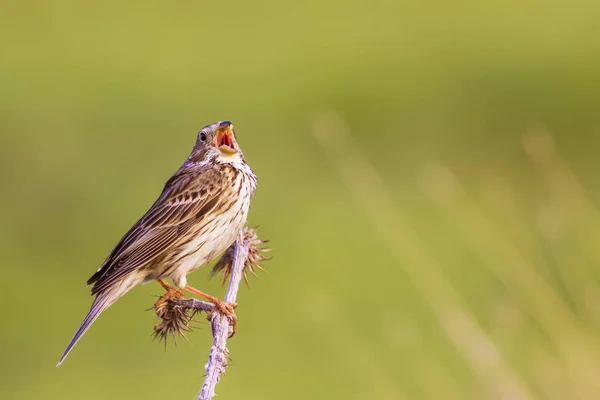 Nature Oiseaux Nature Colorée Fond Habitat — Photo