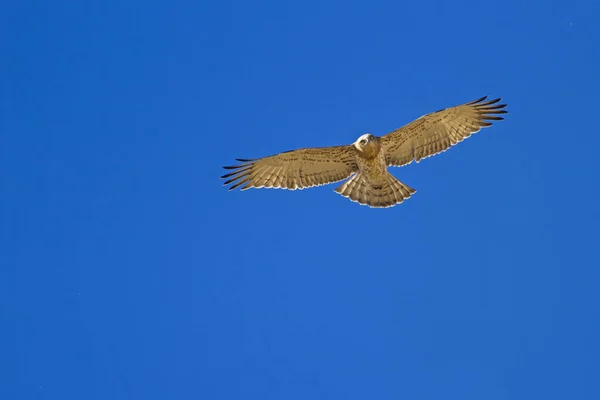 Repülő Sas Rövid Orrú Kígyó Sas Circaetus Gallicus Kék Égbolt — Stock Fotó