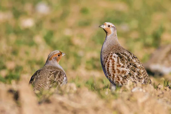 Wild Bird Partridge Warm Colors Nature Background Grey Partridge Perdix — Stock Photo, Image