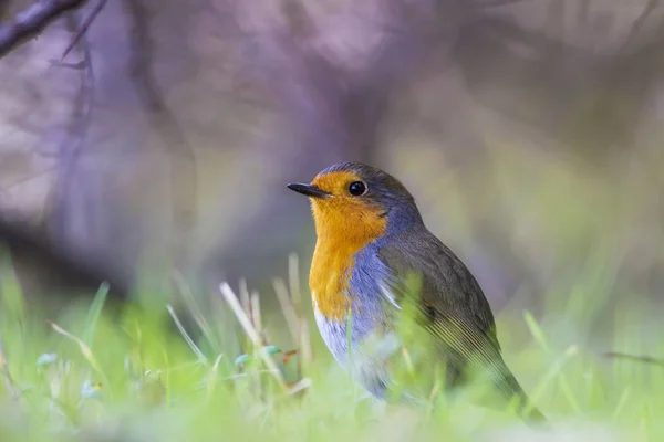 Tady Ten Pták Přírodní Pozadí Pták Evropská Robin Erithacus Rubecula — Stock fotografie