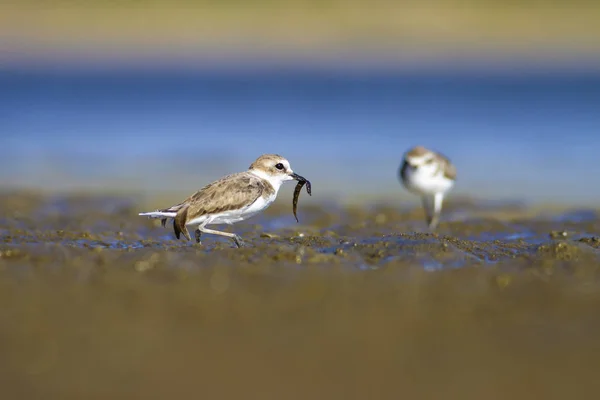 Wasser Und Vögel Hintergrund Der Feuchtgebiete — Stockfoto