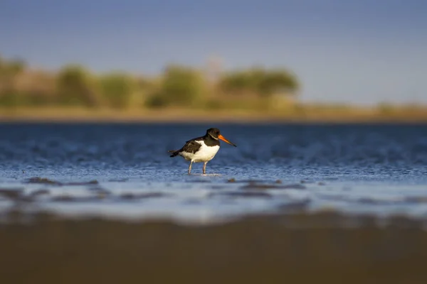 Vatten Och Fåglar Våt Marks Natur Bakgrund — Stockfoto