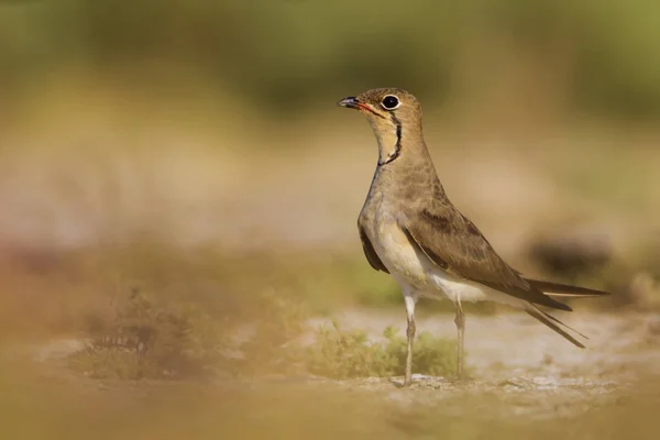 Lindo Pájaro Con Cuello Pratincole Colores Cálidos Naturaleza Fondo Collared —  Fotos de Stock