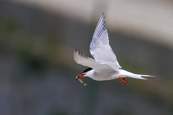 Natureza Pássaros Tern Fundo Natureza Aves Tern Comum Sterna Hirundo — Fotografia de Stock