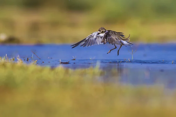 Woda Ptaki Wetland Natura Tło — Zdjęcie stockowe