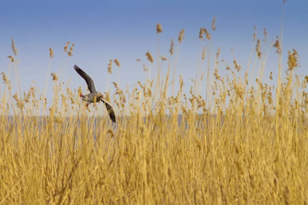 Ganso Voador Fundo Natureza Grislag Goose Anser Anser — Fotografia de Stock