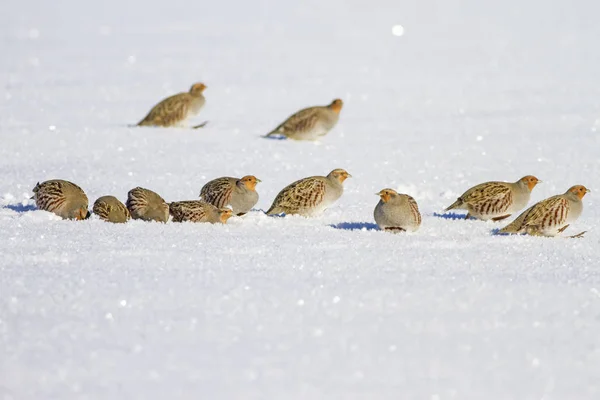Perdiz Pássaro Selvagem Fundo Natureza Inverno Perdiz Cinzenta Perdix Perdix — Fotografia de Stock