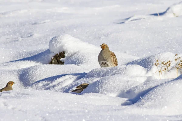 Yabani kuş kekliği. Kış doğa arka plan. Gri Keklik Perdix perdix.